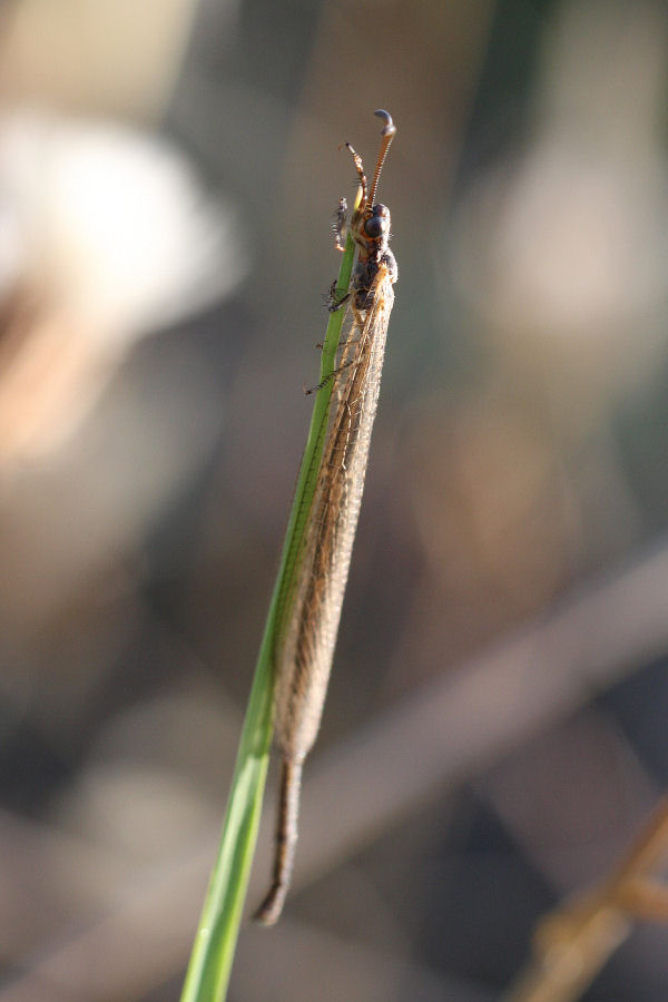 Formicaleone: Creoleon plumbeus ? - S